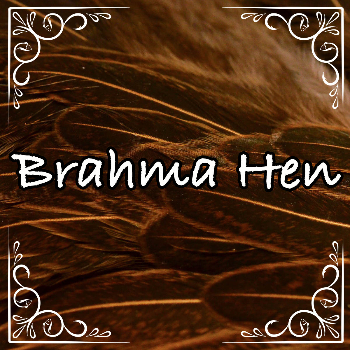Whiting Brahma Hen