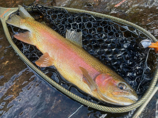 Intro to Winter Tailwater Fishing