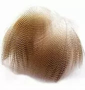 Lemon Barred Wood Duck Flank