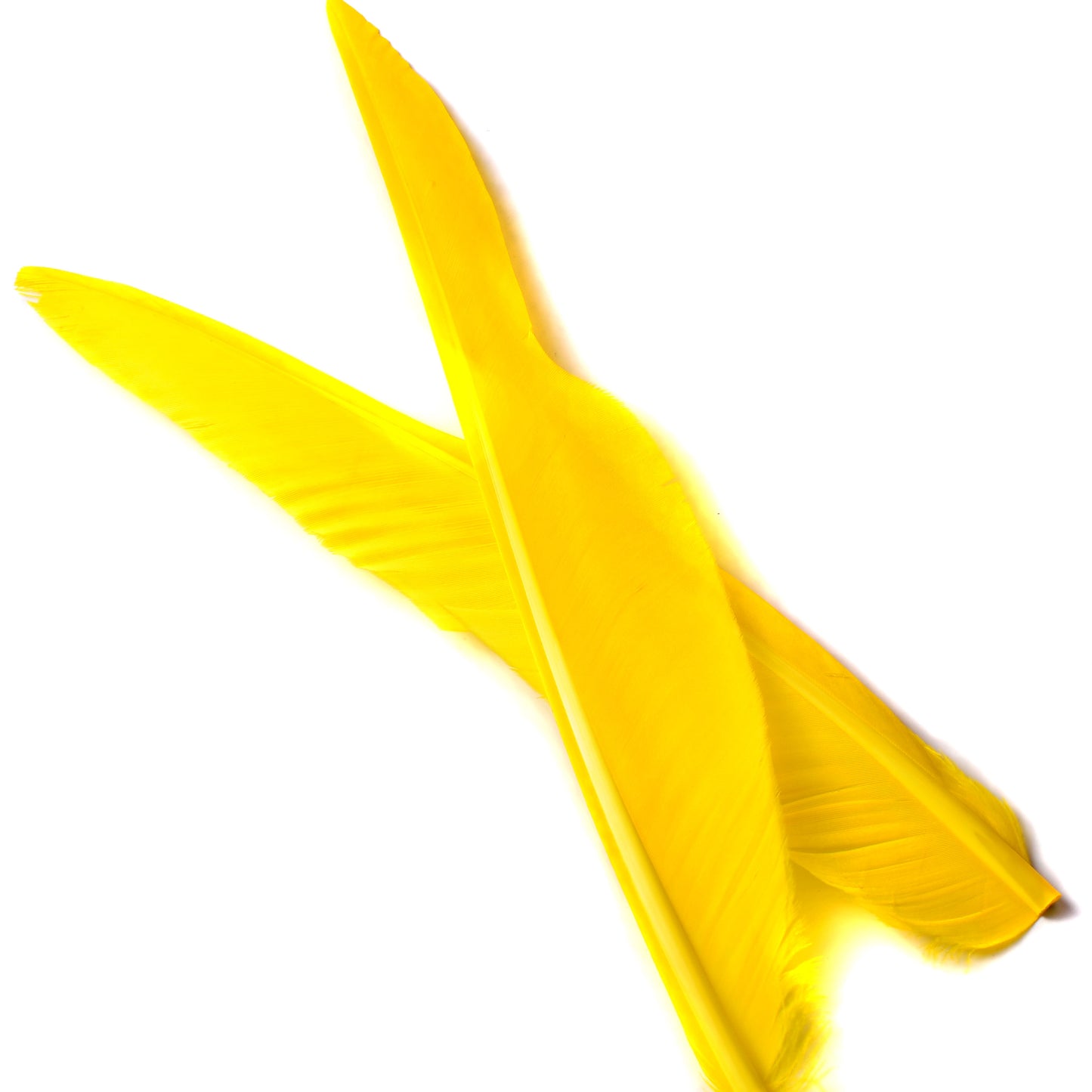 Goose Quills