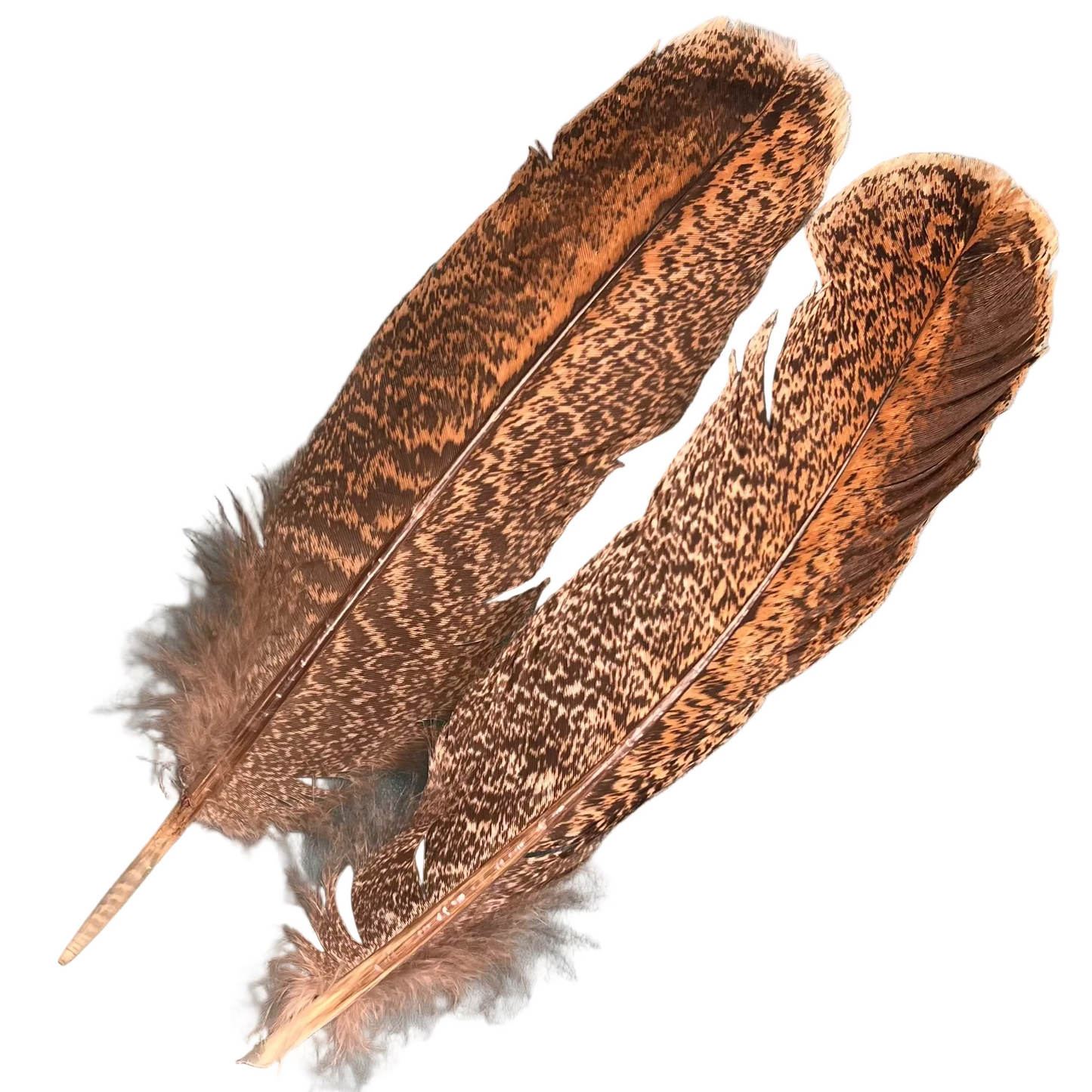 Ozark Barred Turkey Quills