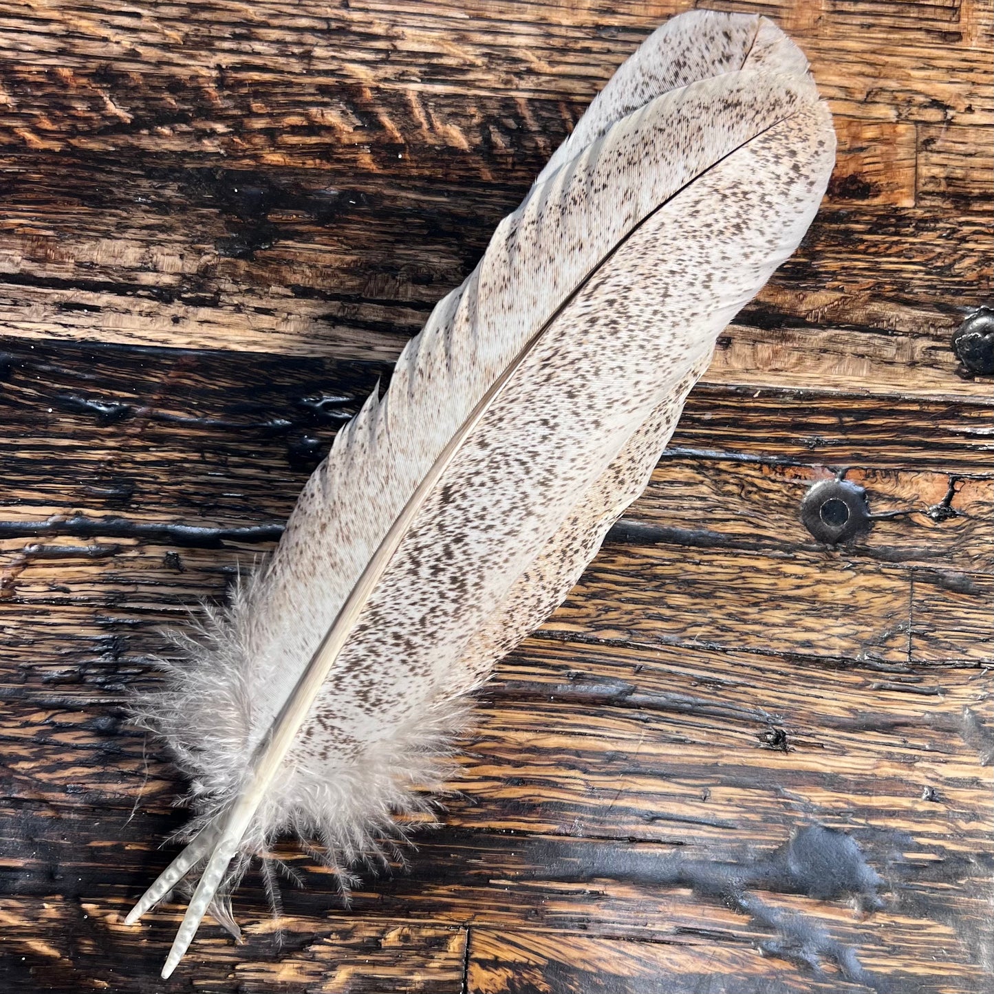 spent fly fishing light mottled ozark oak turkey quills