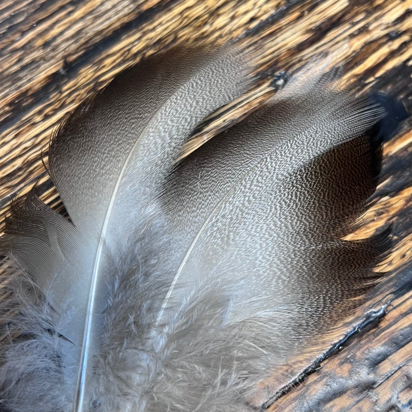 spent fly fishing select bronze mallard