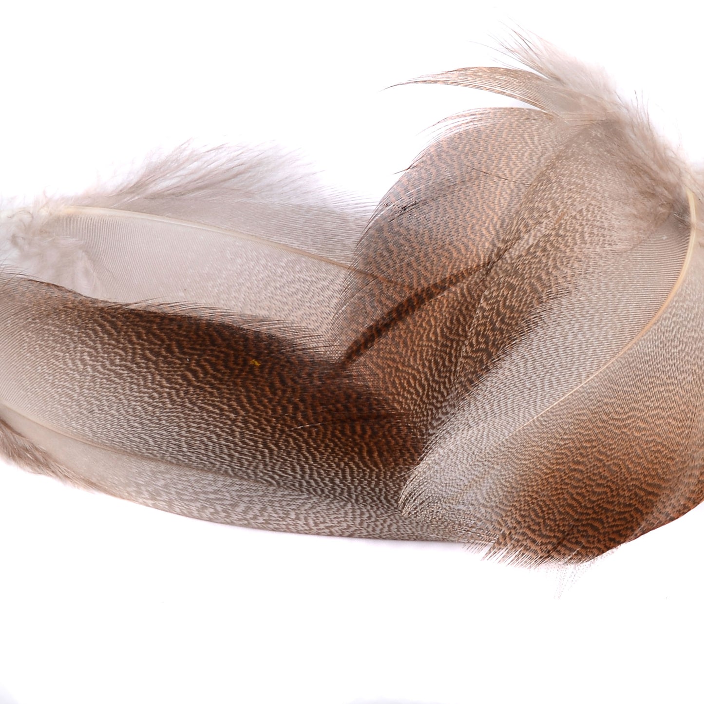 Spent Fly Fishing Select Bronze Mallard