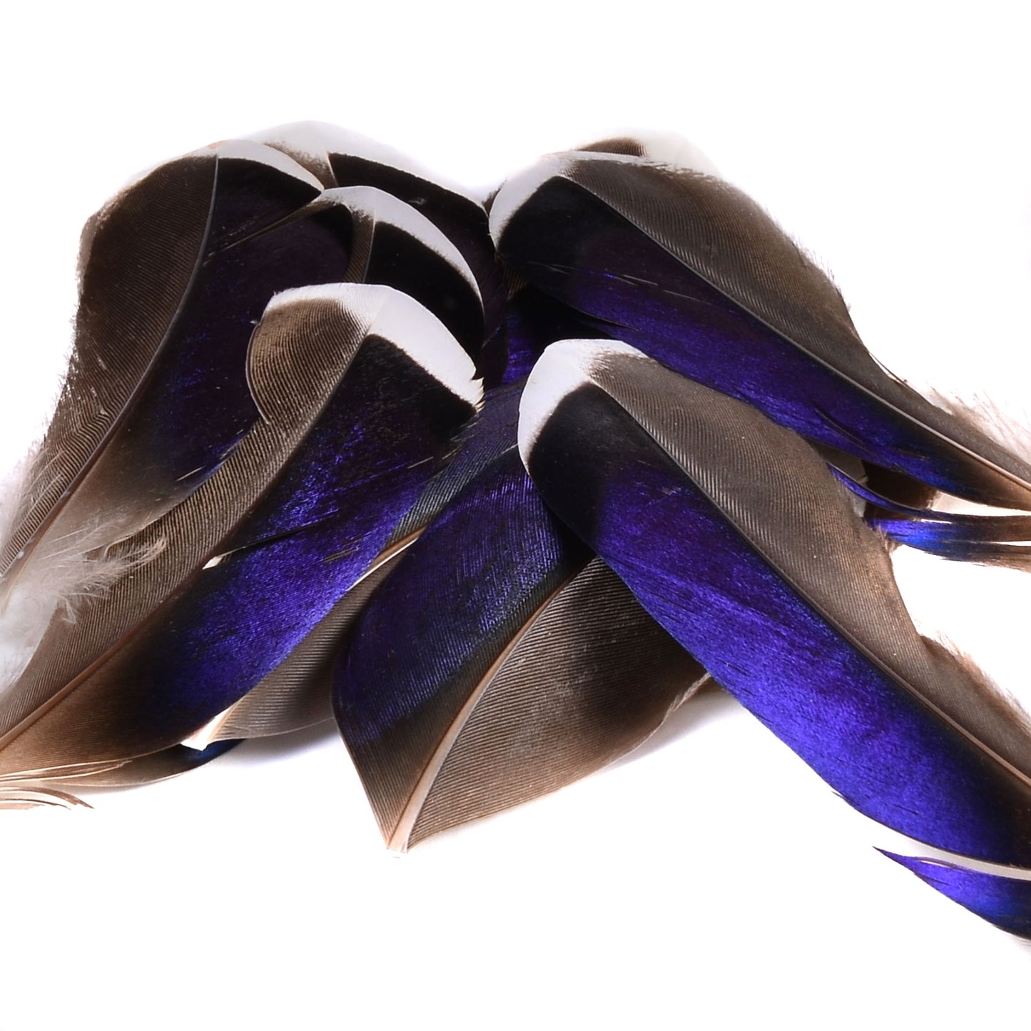 Spent Fly Fishing Mallard Speculum Quills