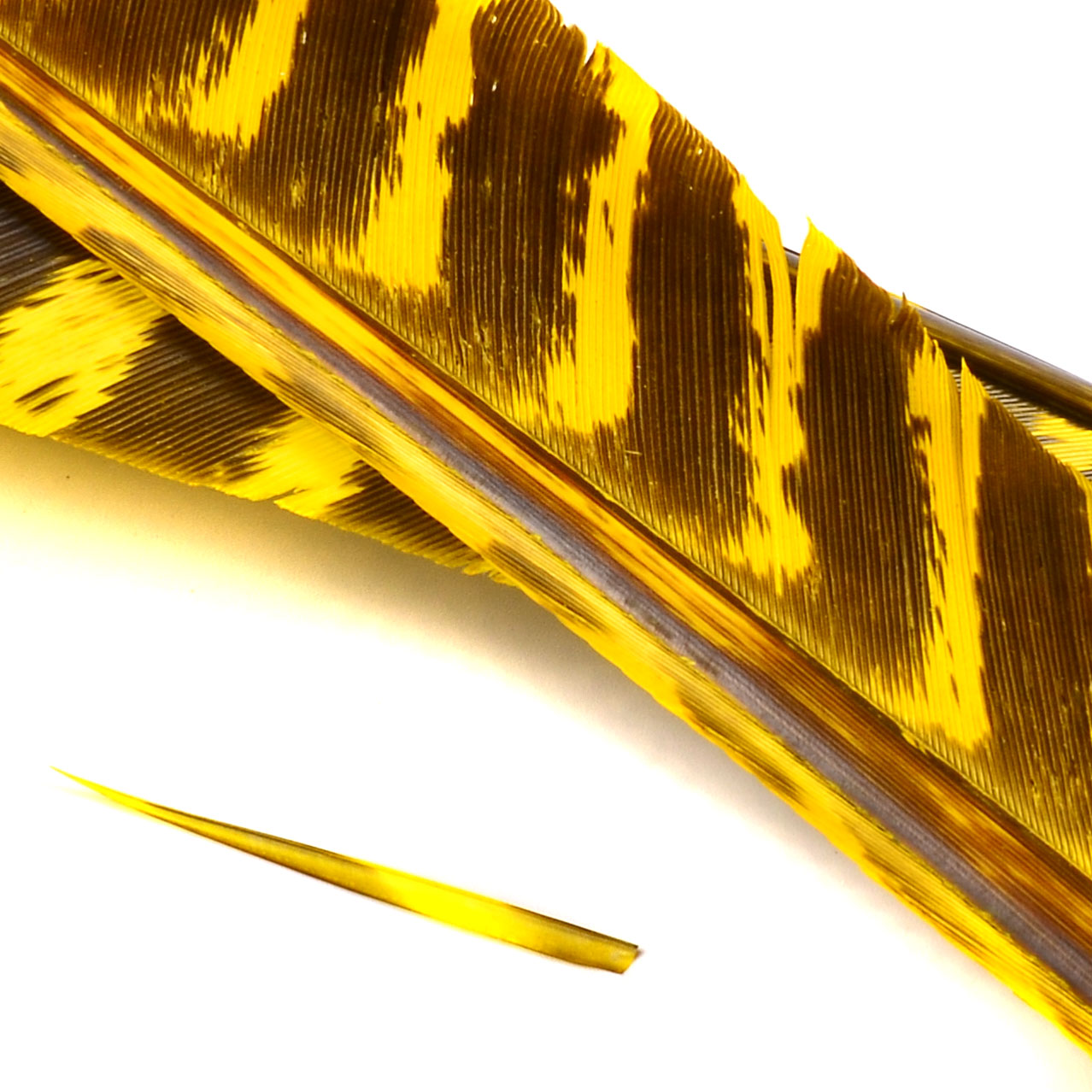 Spent Fly Fishing Barred Turkey Biot Quills