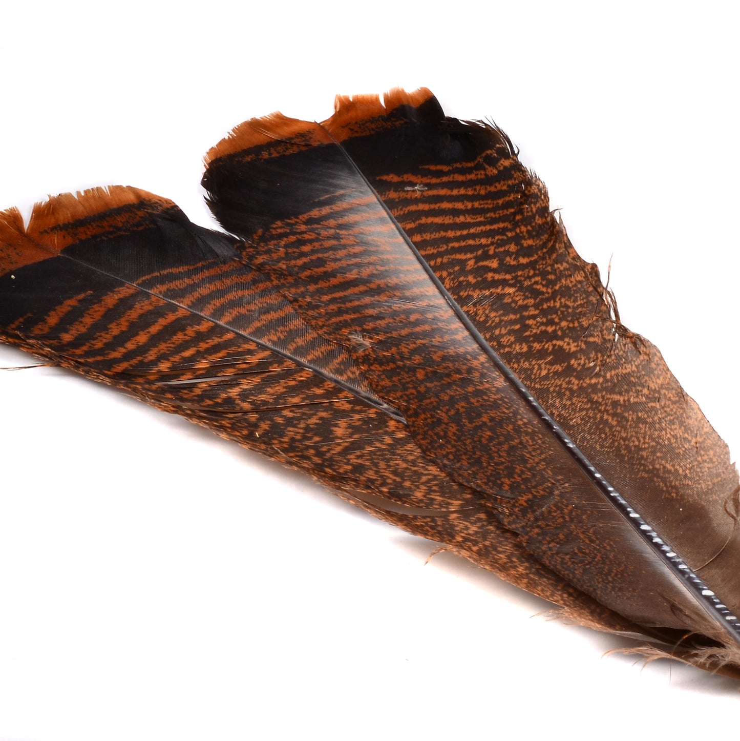 Spent Fly Fishing Select Turkey Tail Pair