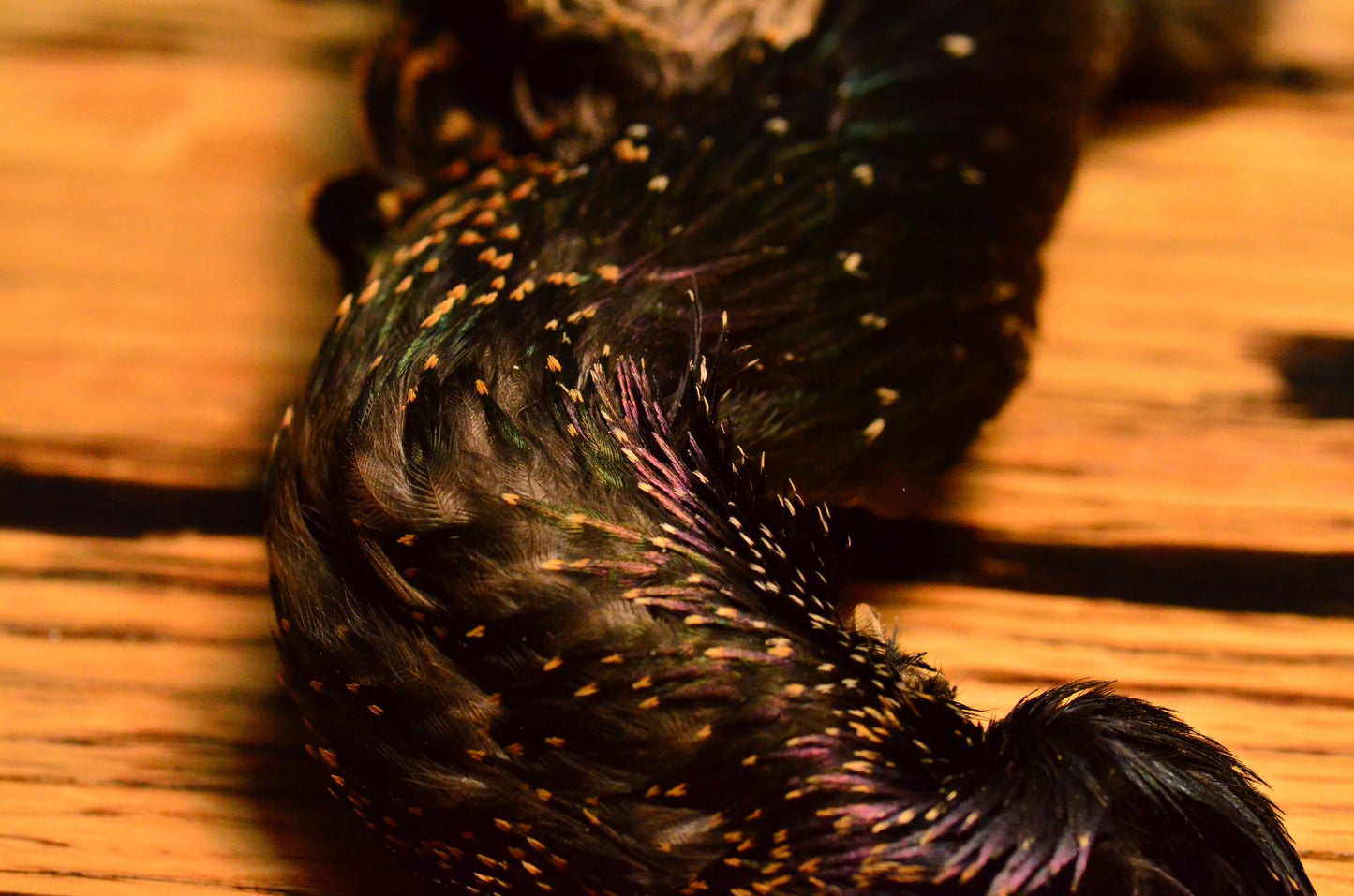 Starling Hide