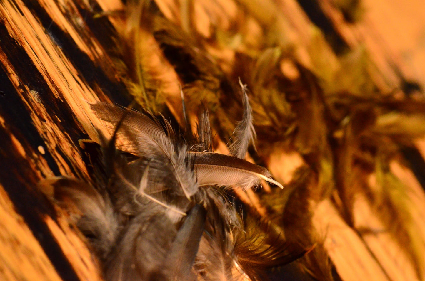 Nature's Spirit Starling-loose