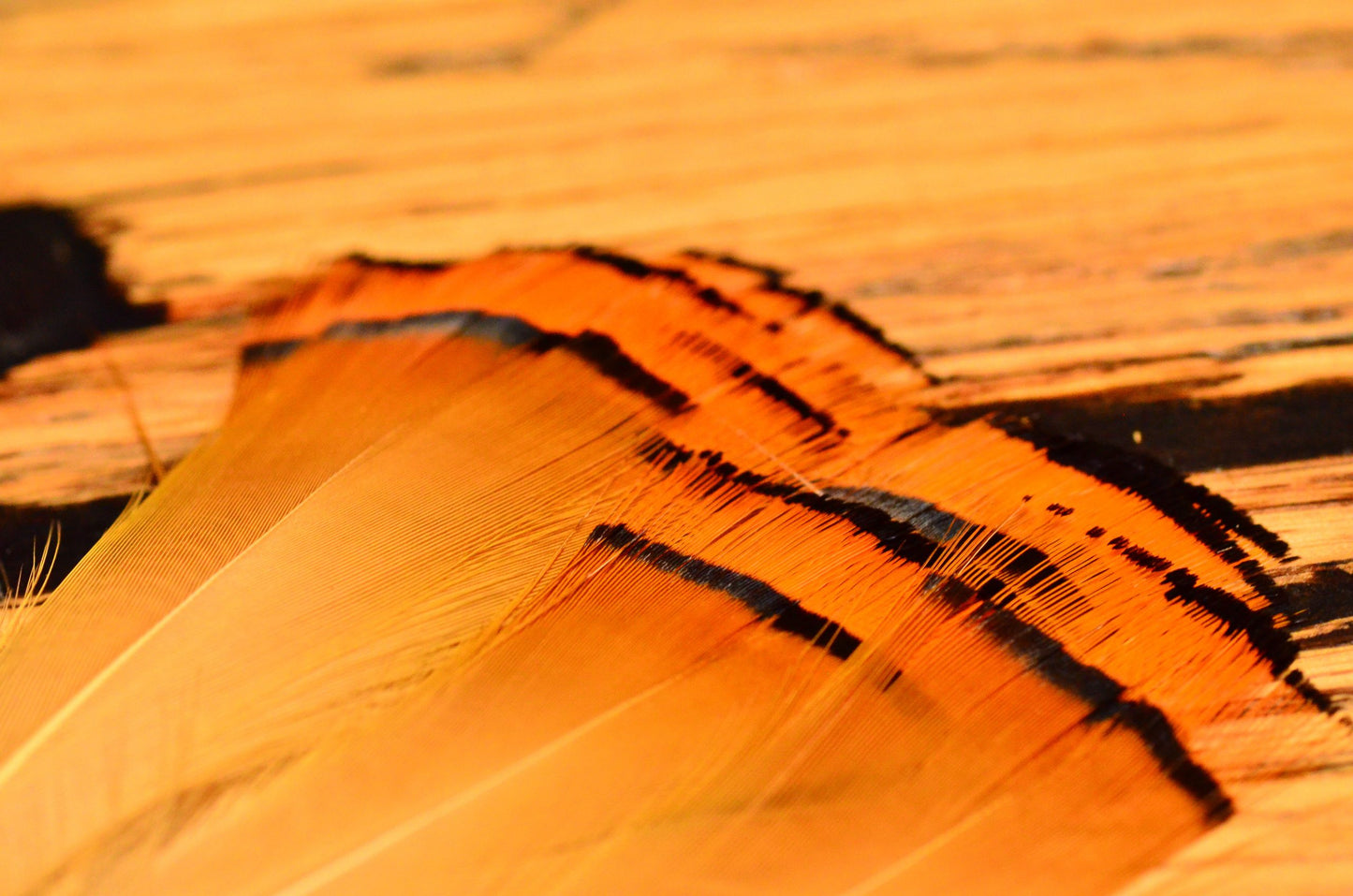 Golden Pheasant Tippets
