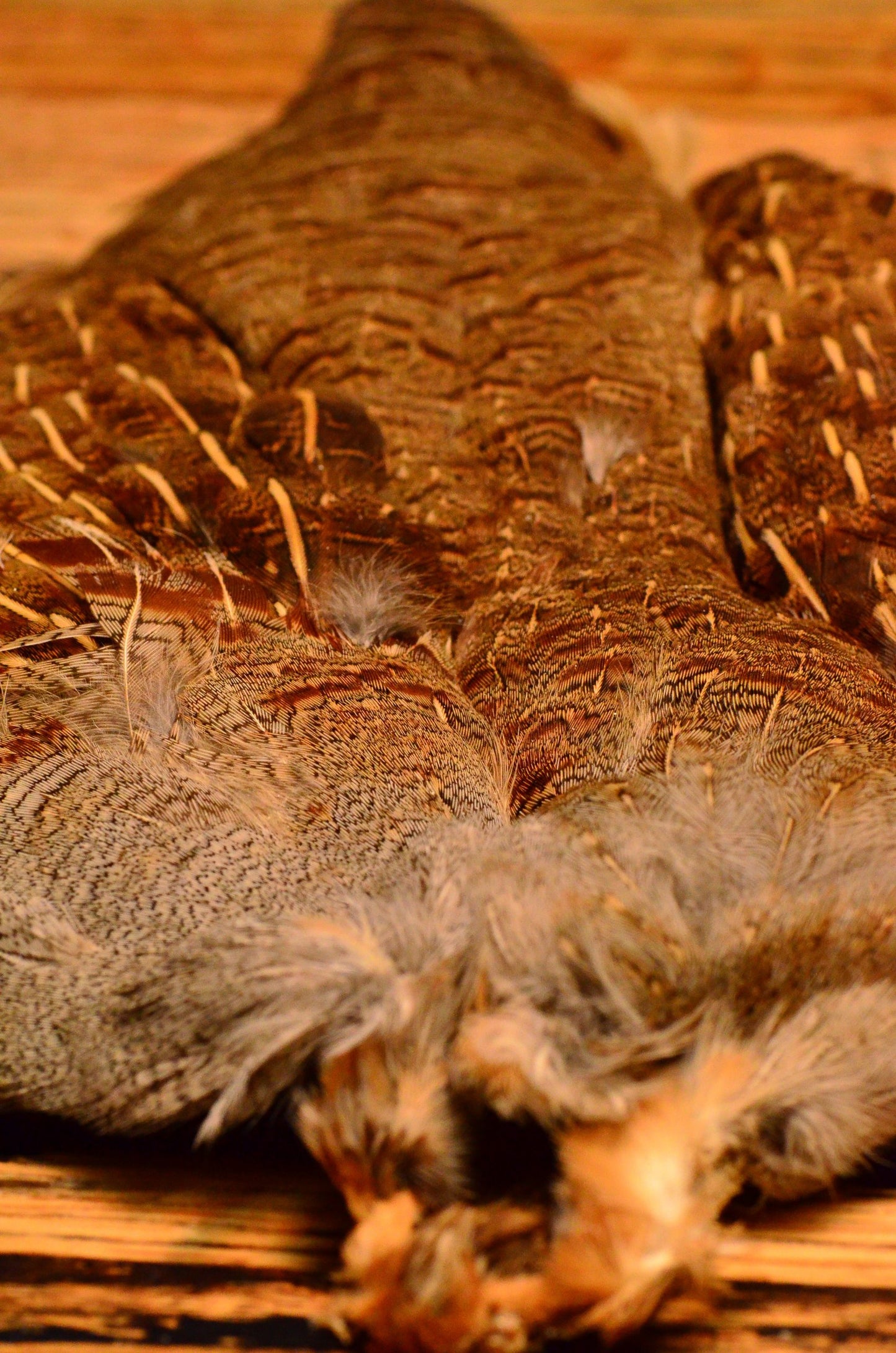 Hungarian Partridge Skin, Whole