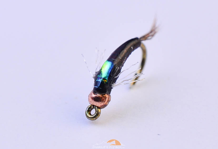 Jujubaetis, Tungsten, Craven's