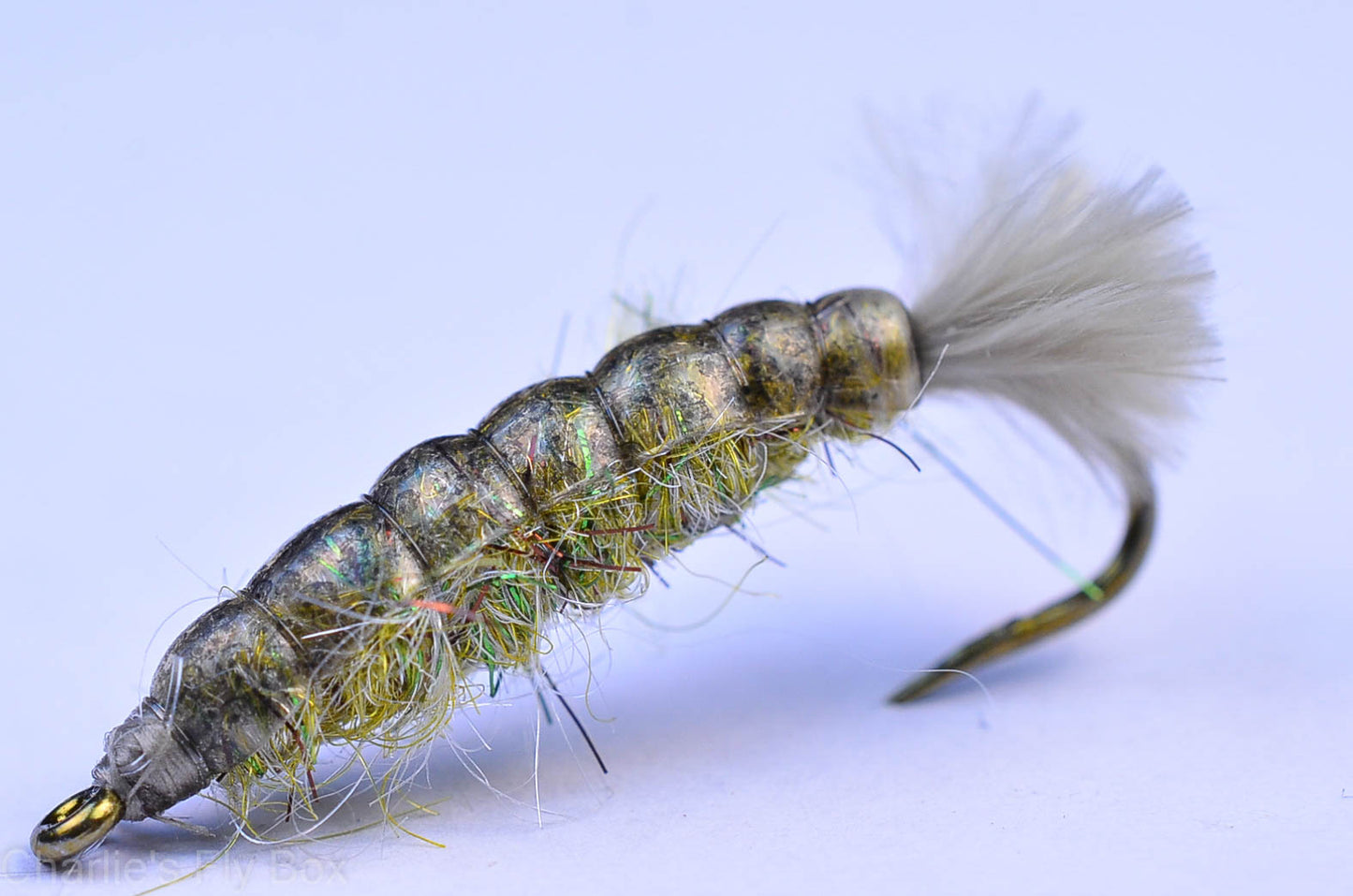 Barr's Cranefly