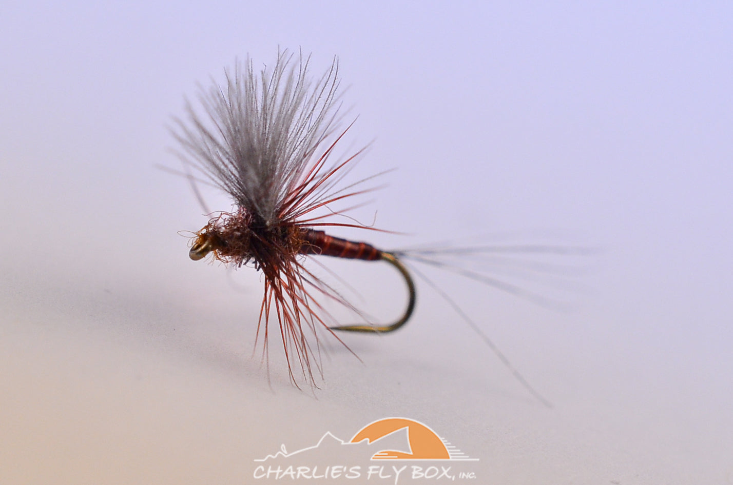 CDC Mahogany Thorax