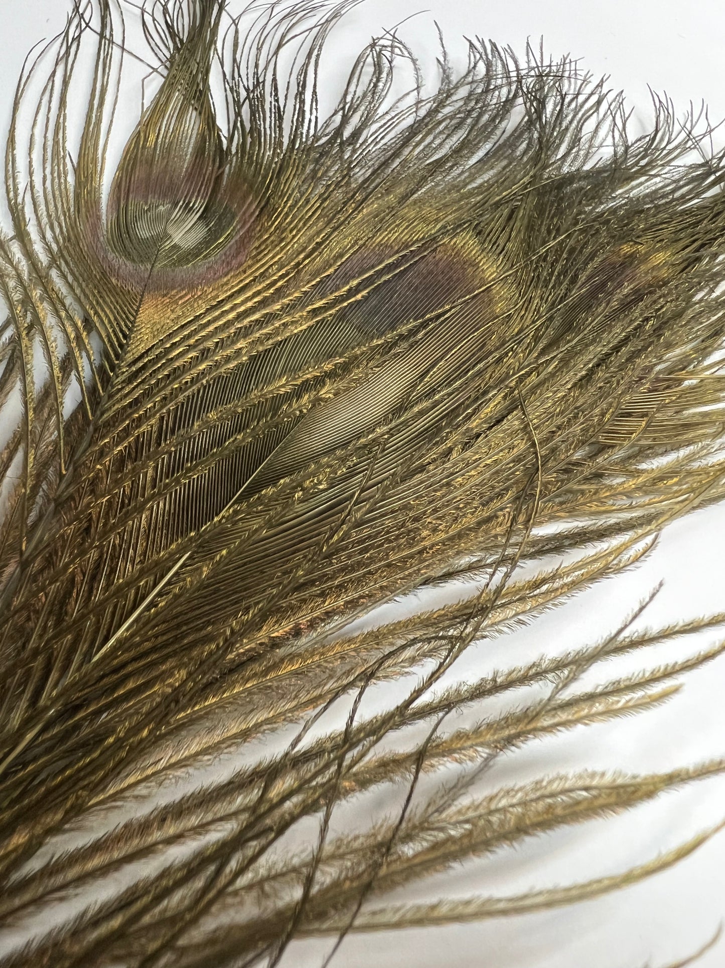 Bleached & Dyed Peacock Eyes