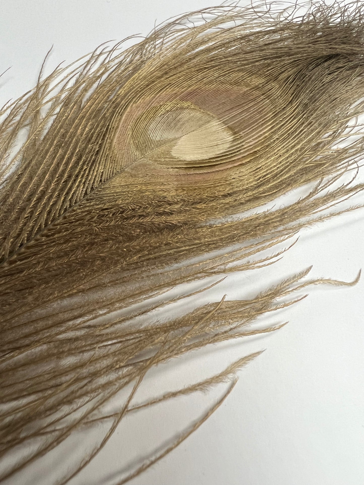 Bleached & Dyed Peacock Eyes