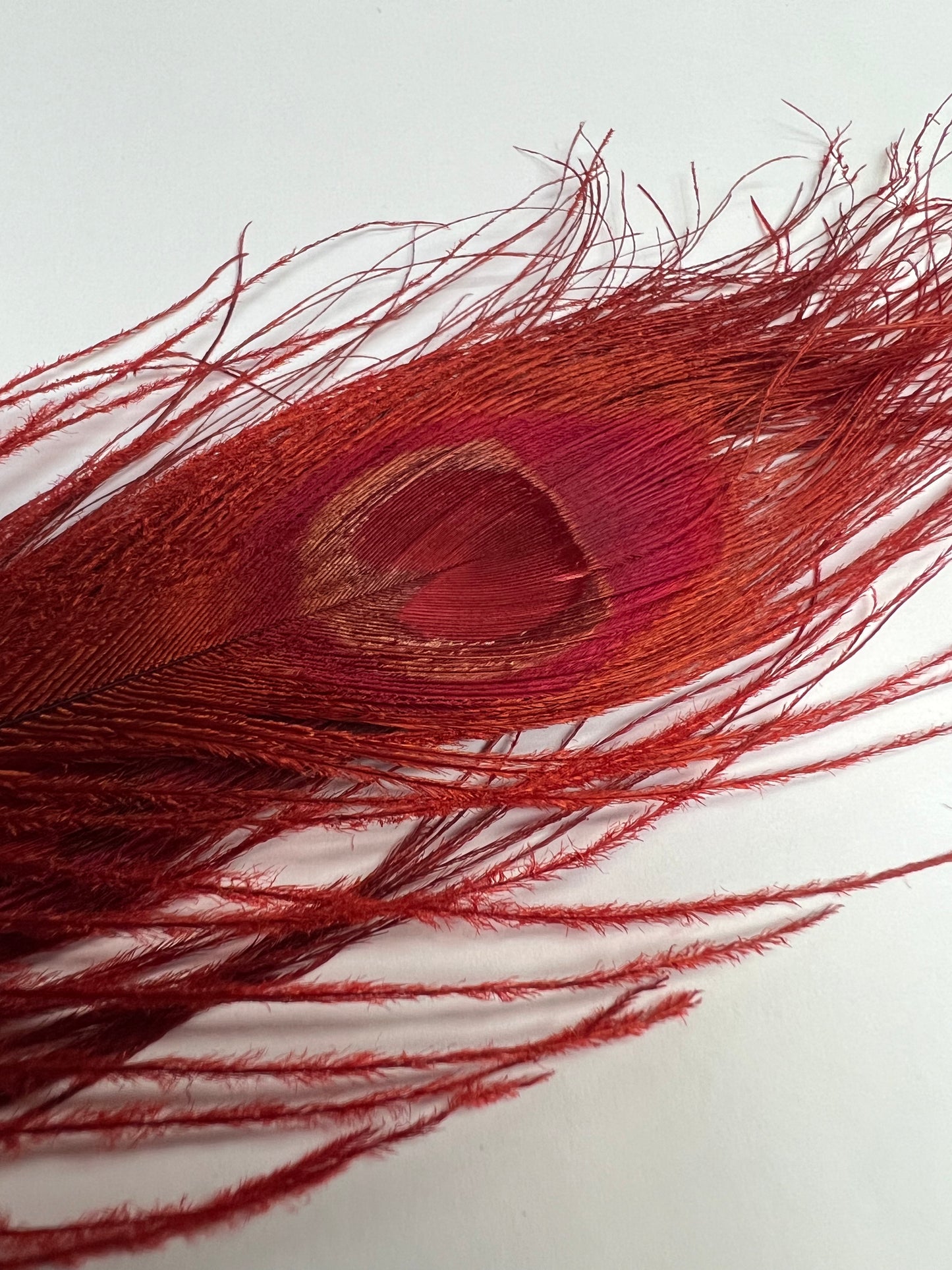 Bleached & Dyed Peacock Eyes
