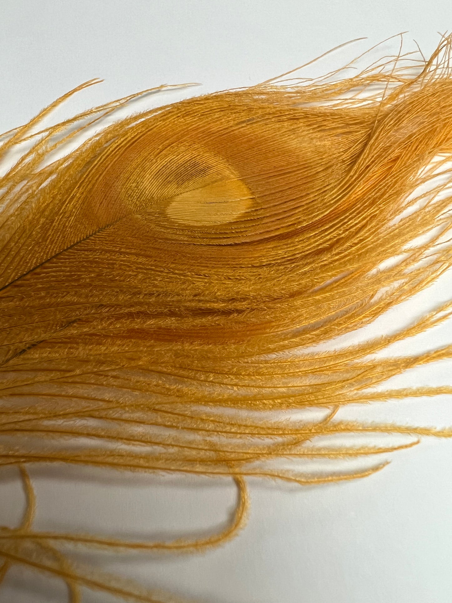 Bleached & Dyed Peacock Eyes