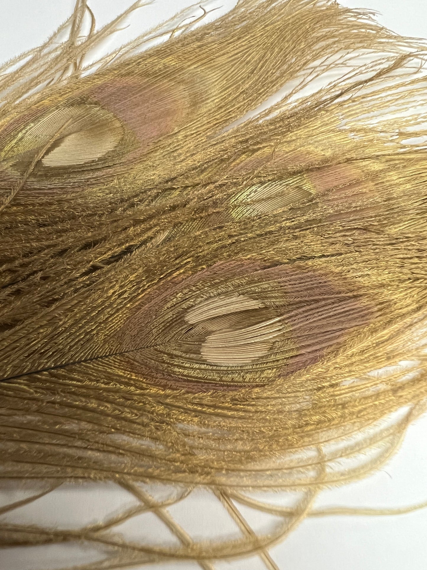 Bleached & Dyed Peacock Eyes