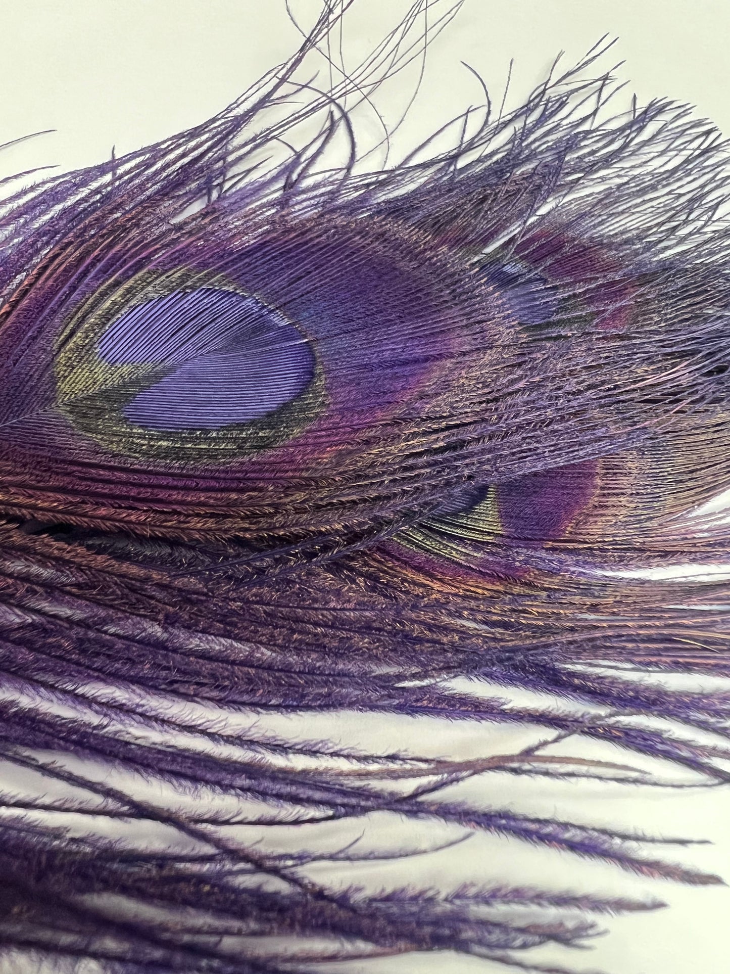 Bleached & Dyed Peacock Eyes