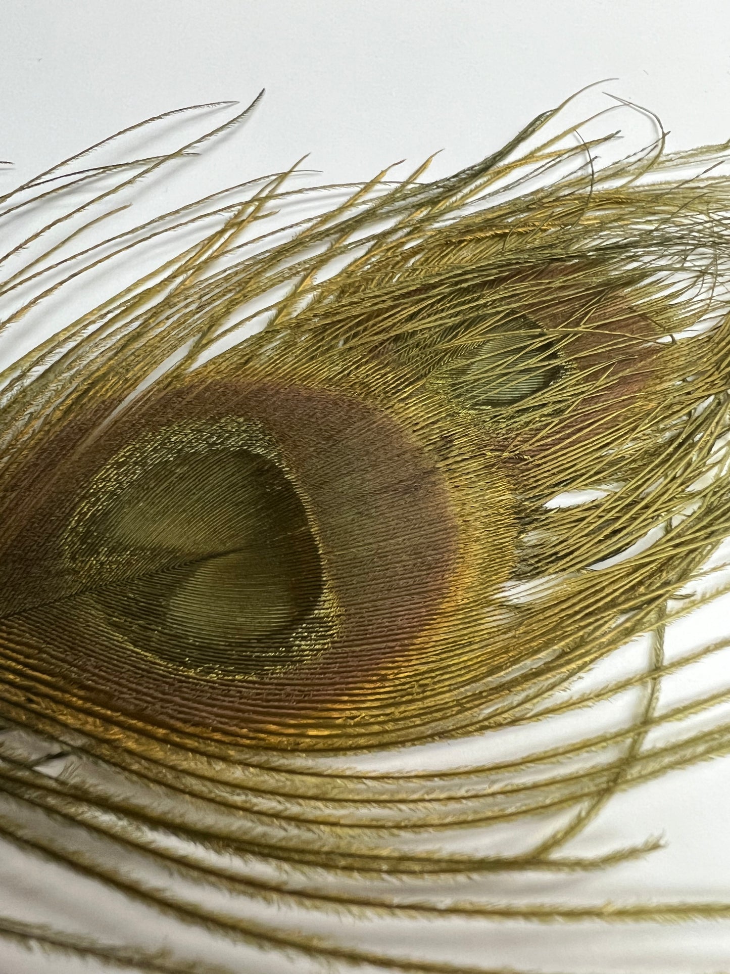 Bleached & Dyed Peacock Eyes