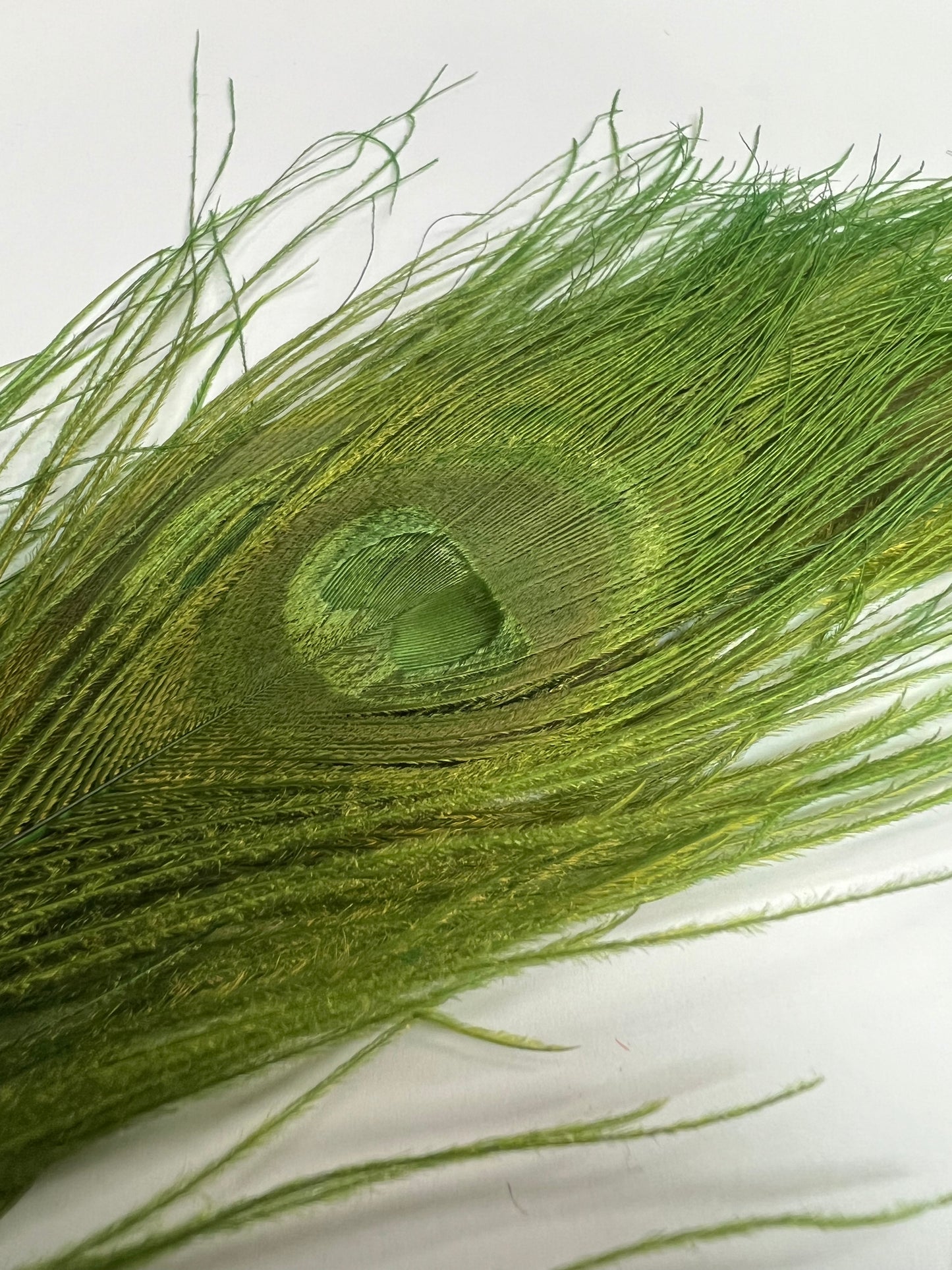 Bleached & Dyed Peacock Eyes