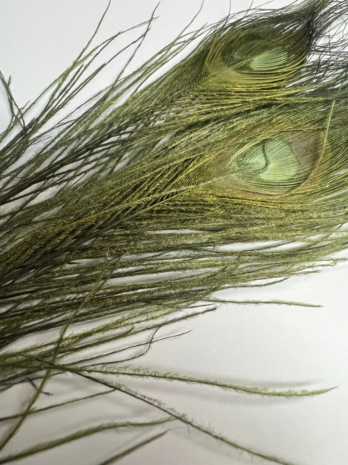 Bleached & Dyed Peacock Eyes