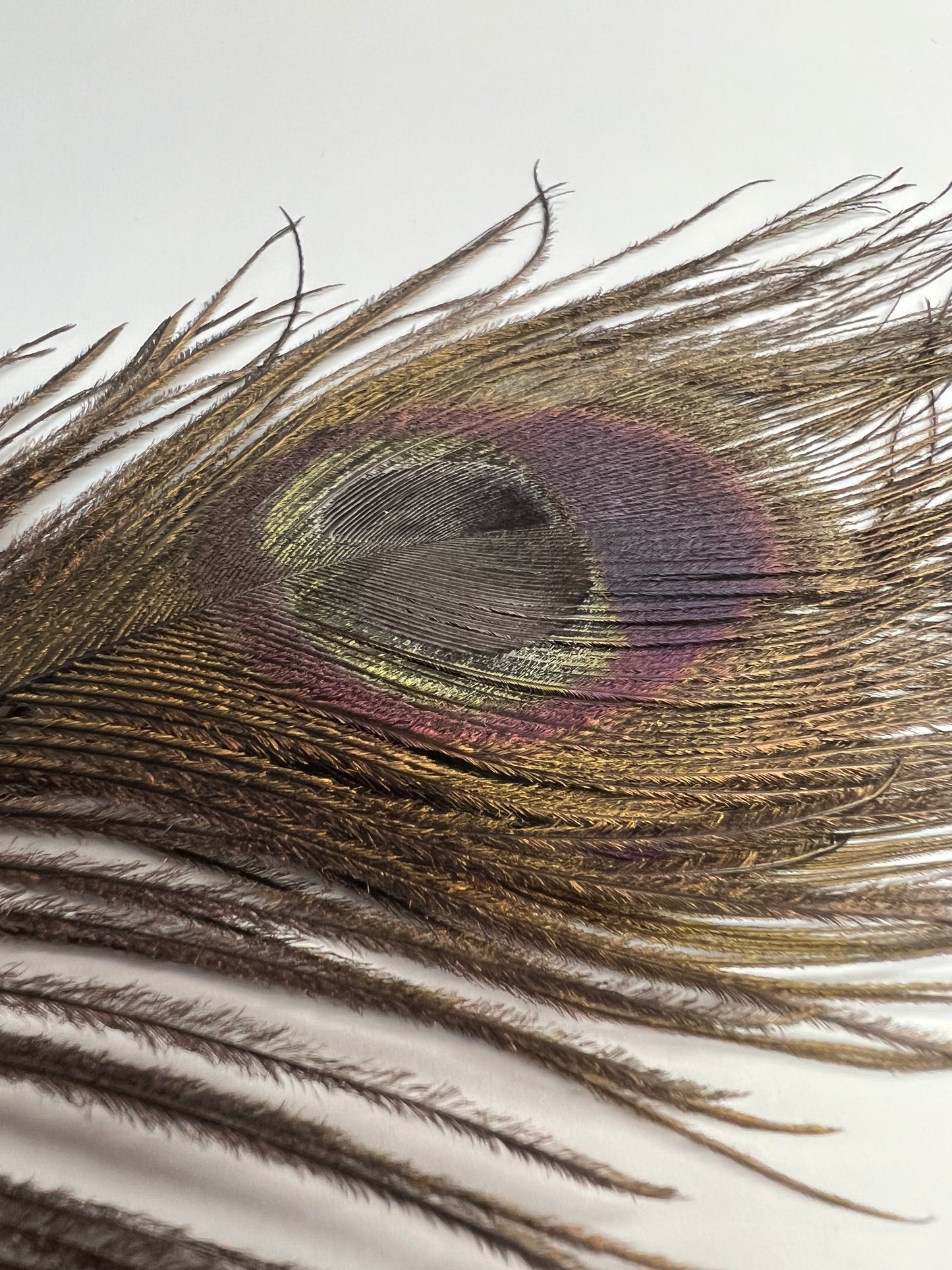 Bleached & Dyed Peacock Eyes