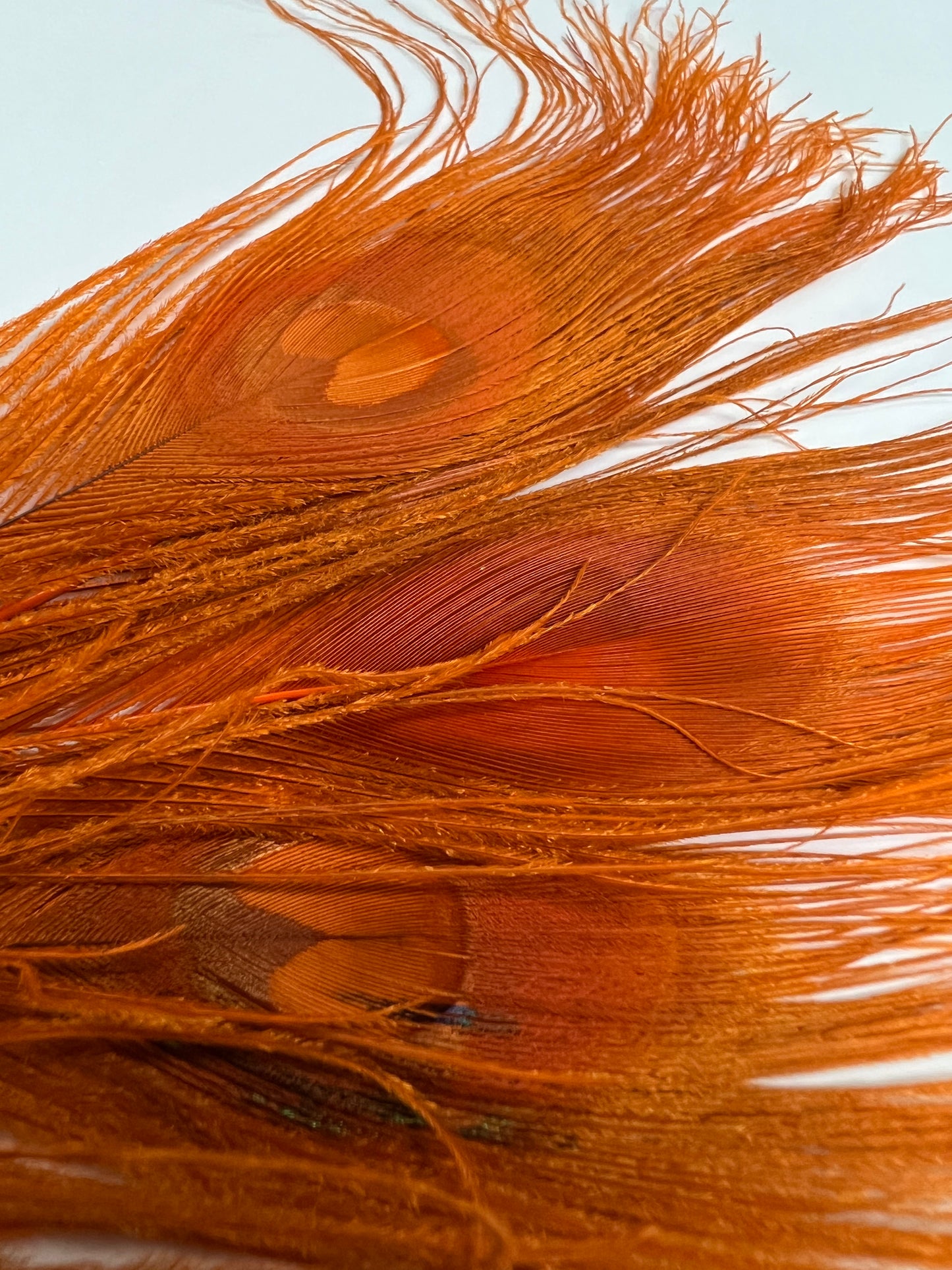 Bleached & Dyed Peacock Eyes