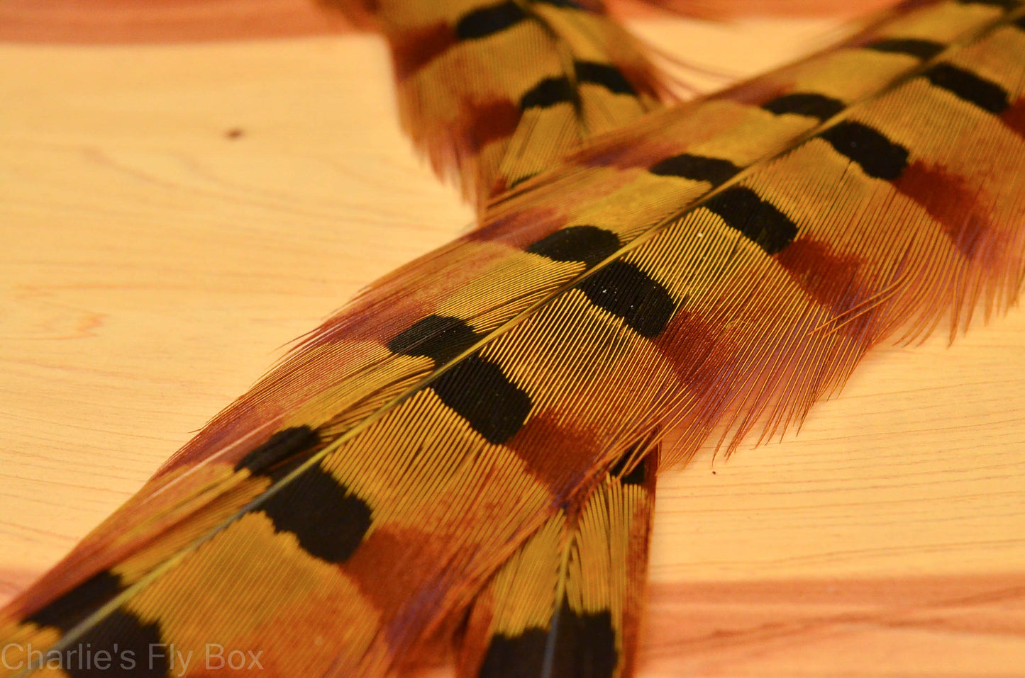 Ringneck Pheasant Tail, pairs