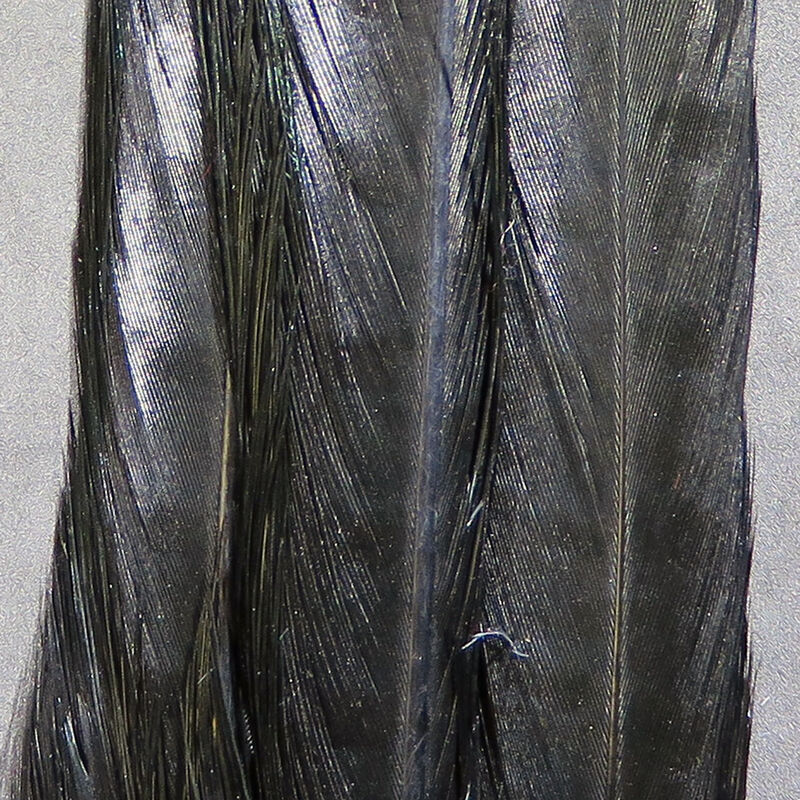 Ringneck Pheasant Tail, pairs