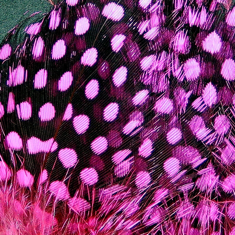 Guinea Body Feathers