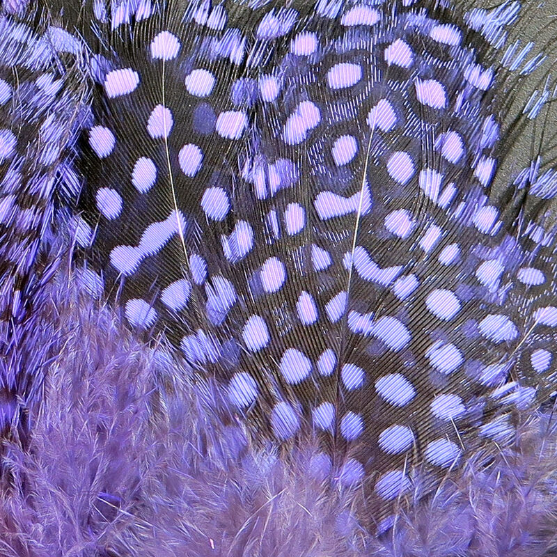 Guinea Body Feathers