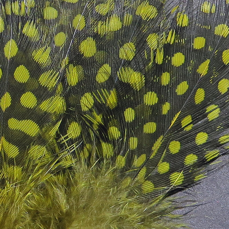 Guinea Body Feathers