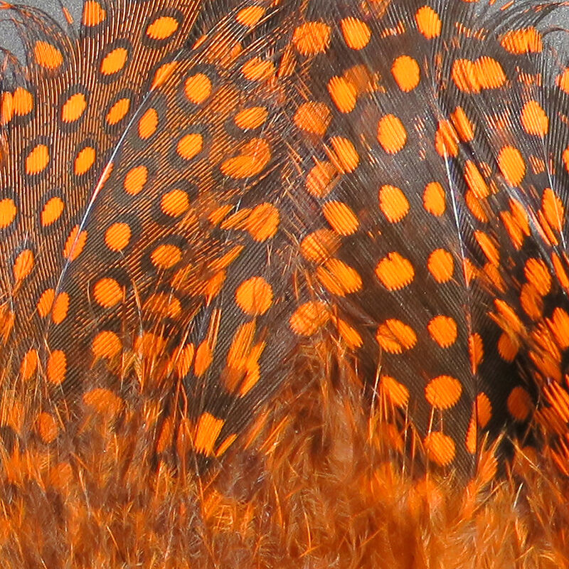 Guinea Body Feathers