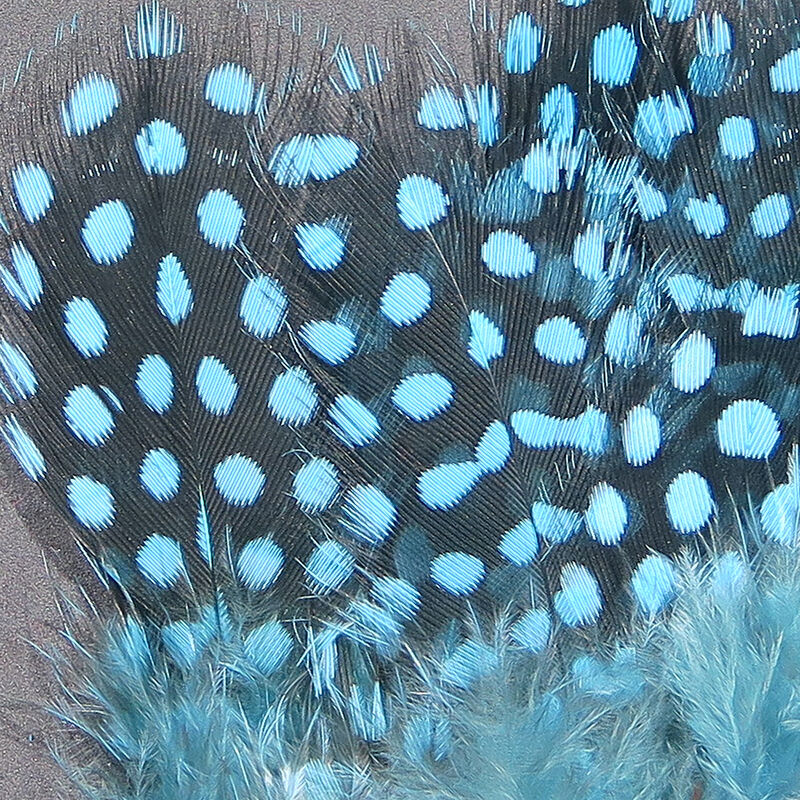Guinea Body Feathers