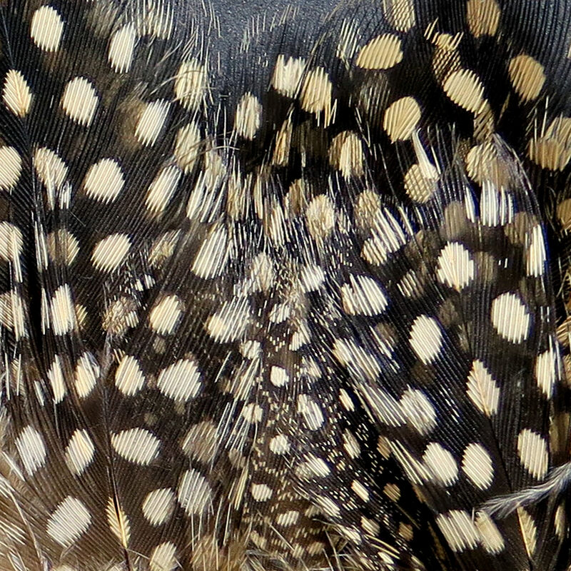 Guinea Body Feathers