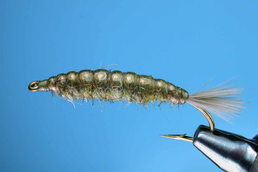 Cranefly Larva, Barr’s