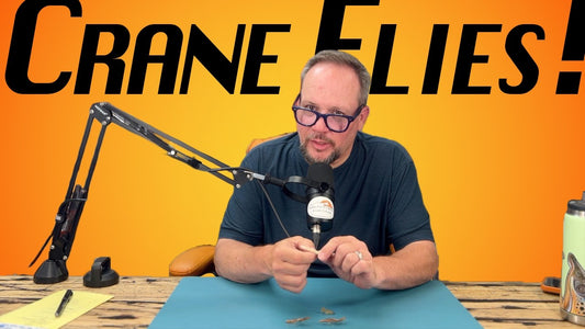 Bug Talk: Craneflies