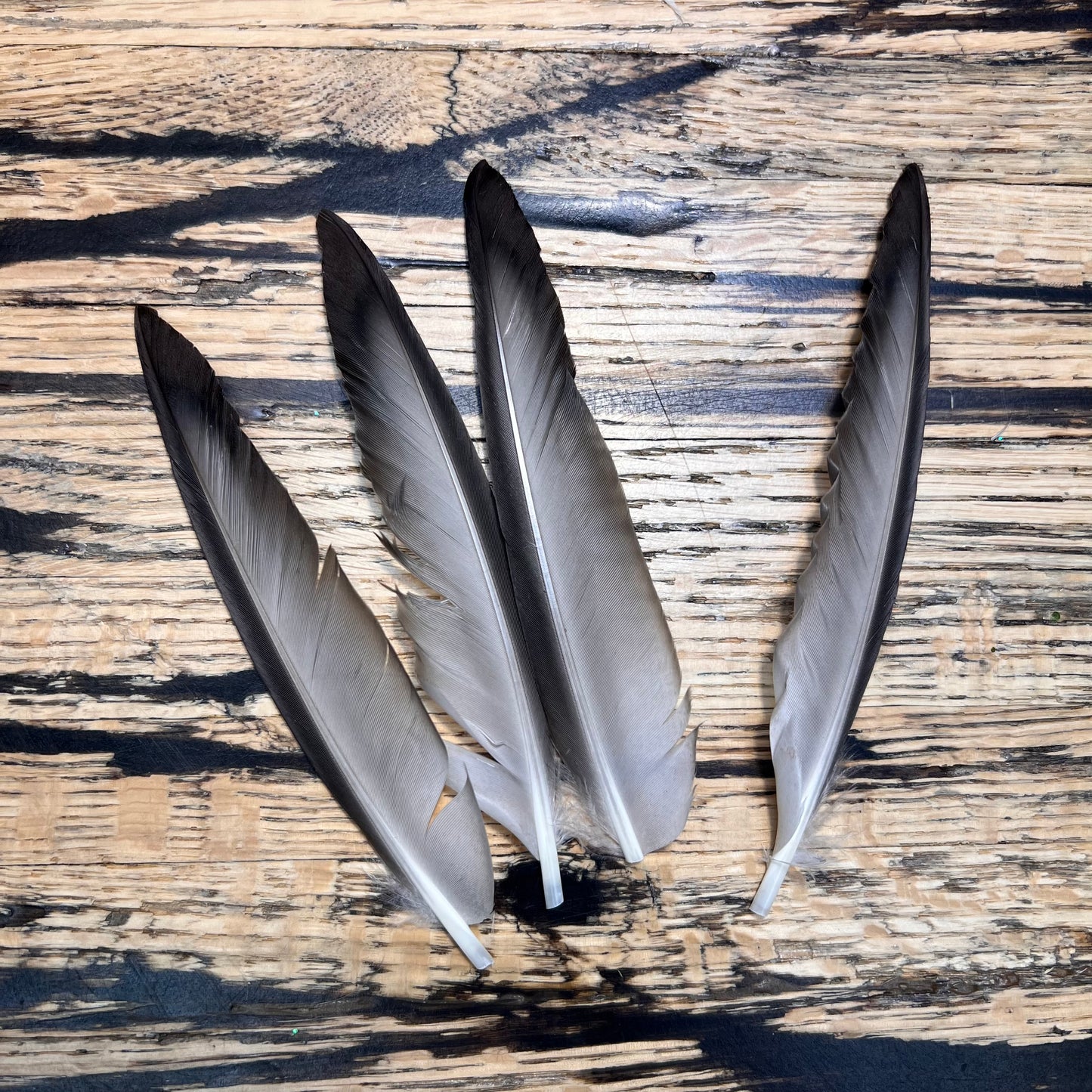 Natural Duck Primary Quill Set