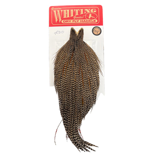 Whiting Bronze Grade Cape, Cree