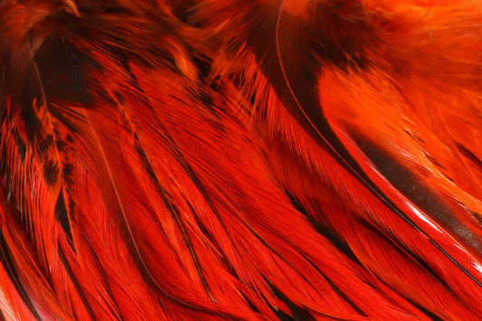 Badger Saddle Hackle, Strung