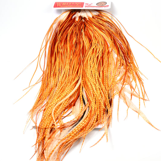 Whiting Bronze Grade Rooster Saddle, Barred Medium Ginger