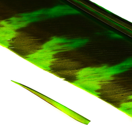 Barred Wild Turkey Biot Quills