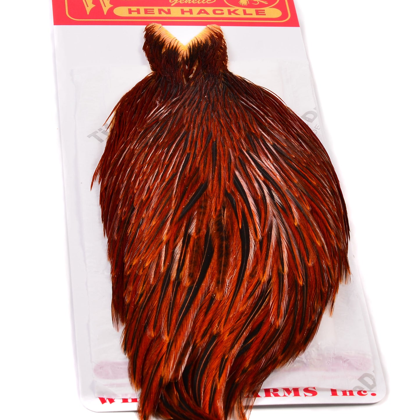Whiting/Hebert Hen Cape