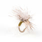 Bucky-Midge-Cluster-1
