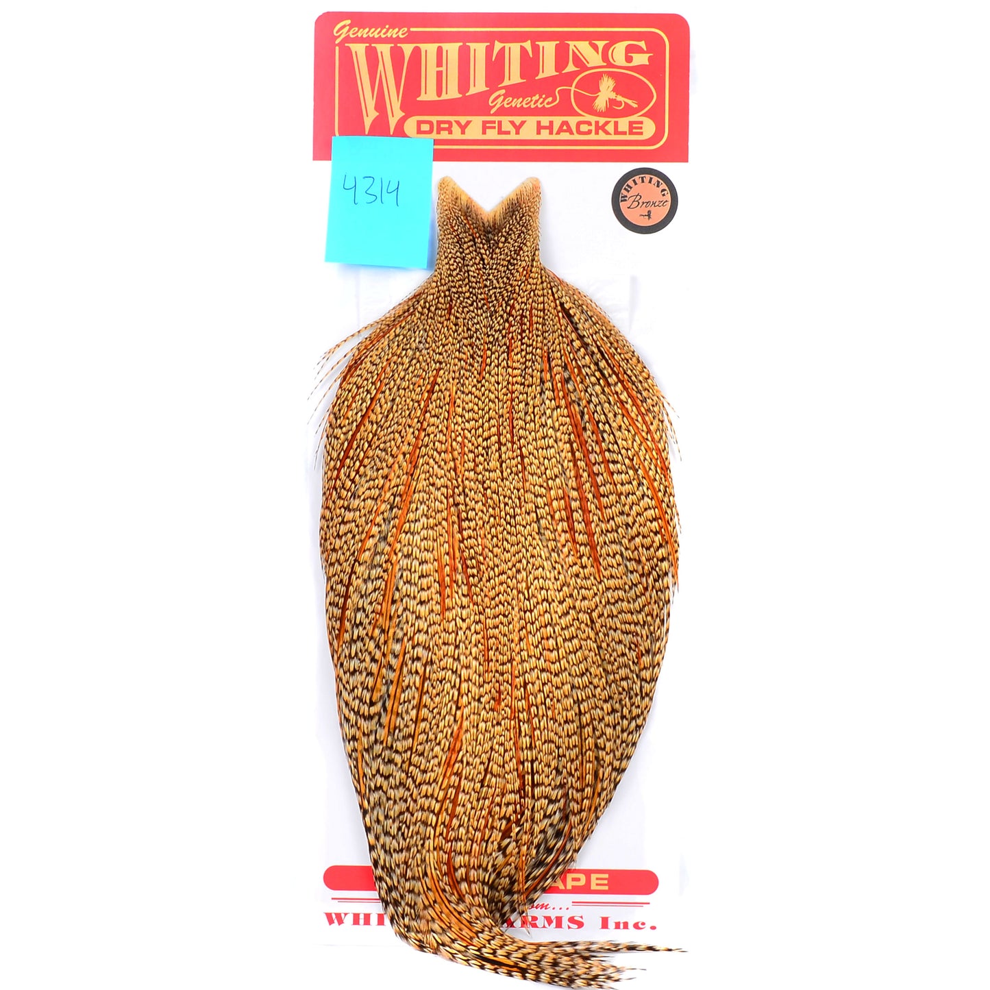 Whiting Bronze Grade Cape, Cree