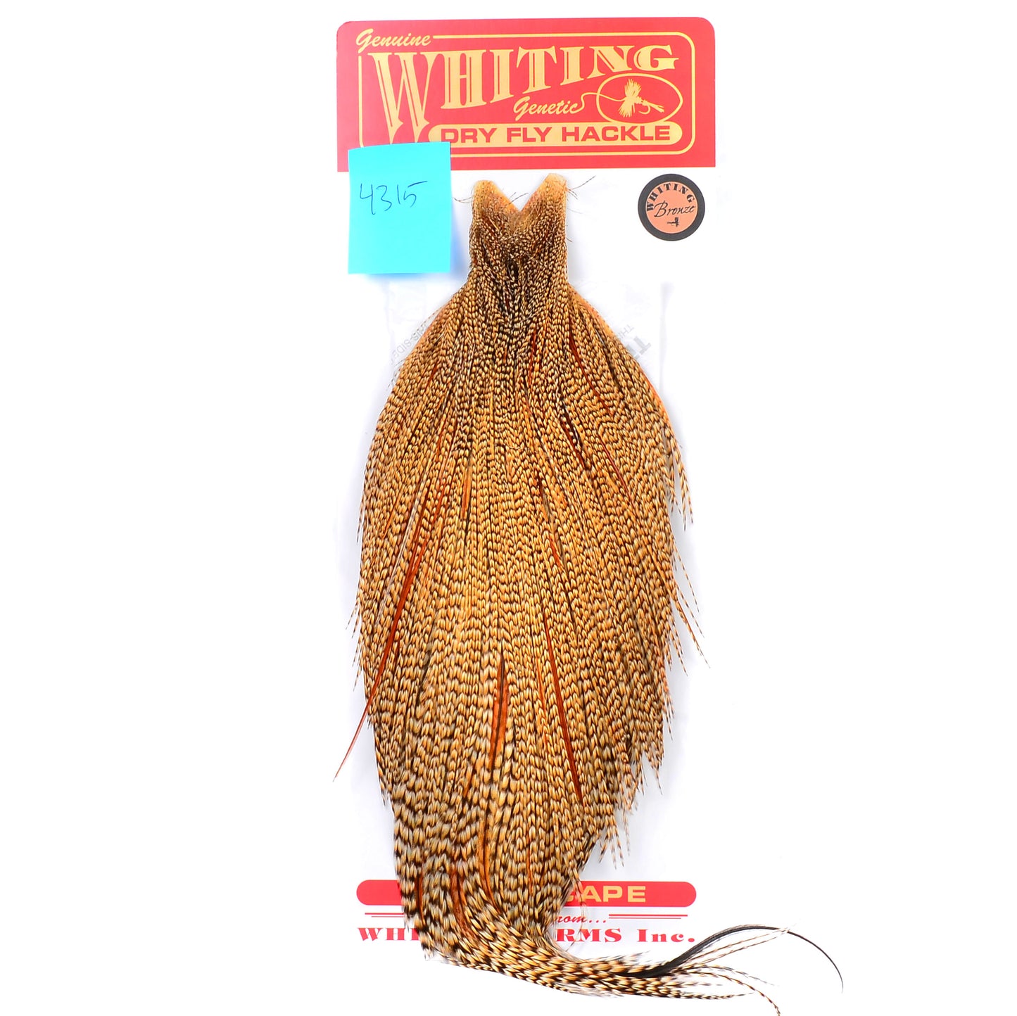 Whiting Bronze Grade Cape, Cree