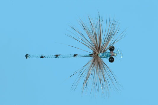 Blue Damsel Adult