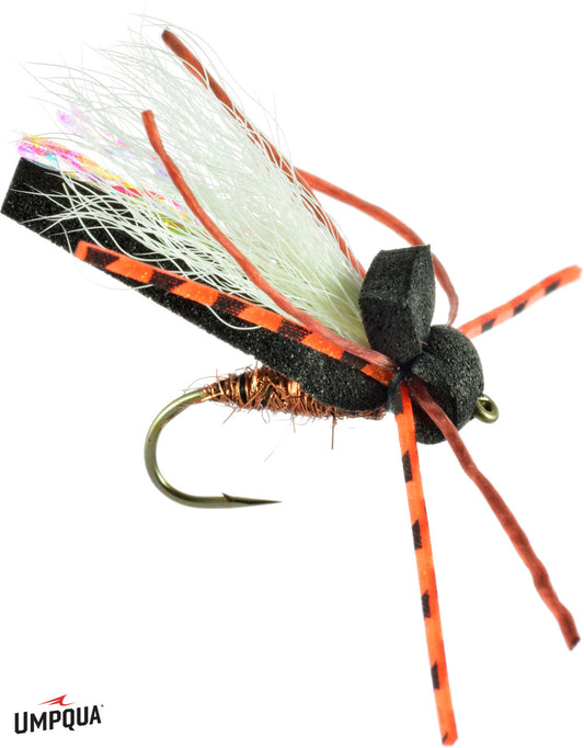 Flathead Cicada